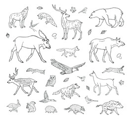 Vector set bundle of hand drawn doodle sketch wild forest animals isolated on white background