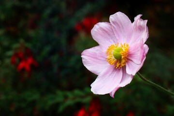 Pink flower