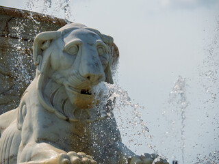 Lazy Lion in a Foutain in the Summer