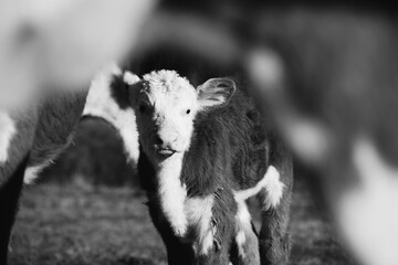 Hereford calf looking at camera with cow blurred in foreground.