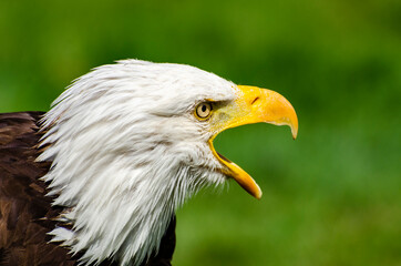 Bald Eagle Calls Out