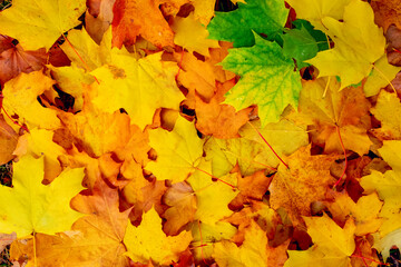 Red, green and yellow decorative maple leafs fall background. Colorful and bright background made of fallen autumn leaves