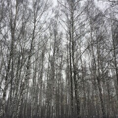 forest in winter