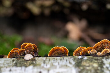in an autumn mood