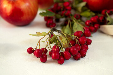 Close up red red hawthorn berries. Cozy autumn still life on white background
