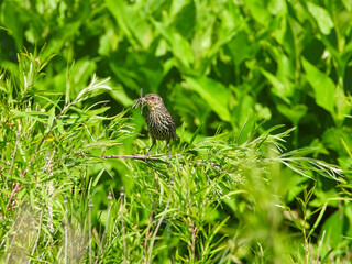 Red-Winged Blackbird Female Bird with Insect in Mouth Perched on a Green Stem in Brilliant Sunlight
