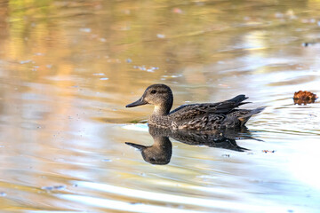 Migrating  Teal on the lake