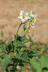 Blüten, Knospen und Blätter einer Kartoffelpflanze (Solanum tuberosum)