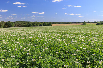 Fototapeta na wymiar Kartoffelfeld mit blühenden Kartoffelpflanzen bei Horndorf in der Ostheide, Niedersachsen