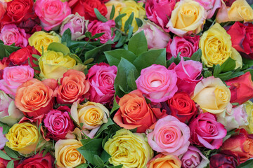 Obraz na płótnie Canvas Close up view of various colorful red, yellow, white and pink blooming roses backdrop at florist. Vivid pastel flower in bloom. Blossom roses for Valentine day.