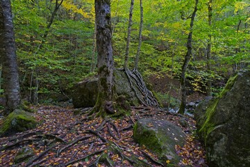 trees in a forest with roots and rocks visible above ground