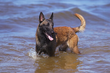 Happy young Belgian Shepherd dog Malinois standing outdoors in a water at the seaside in summer