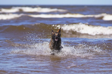 Happy young Belgian Shepherd dog Malinois running outdoors on a water at the seaside in summer