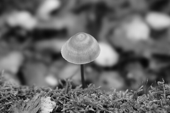 Singel Mushroom In The Forest