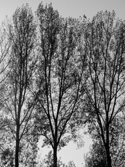 Black and white trees