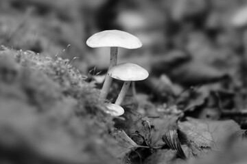 white mushroom in the forest