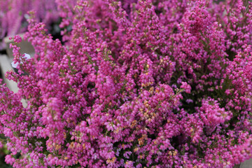 Background of blooming violet wildflowers.