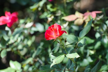 Obraz premium beautiful red rose