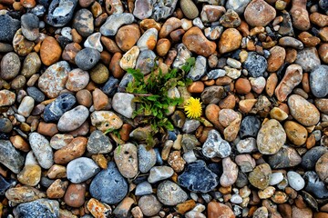 Yellow flowers growing up through stones.  Dandelion. Beach pebbles 