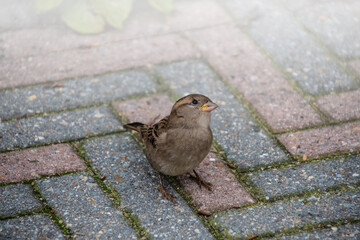 House sparrow on the street. Sparrows are accustomed to the urban environment