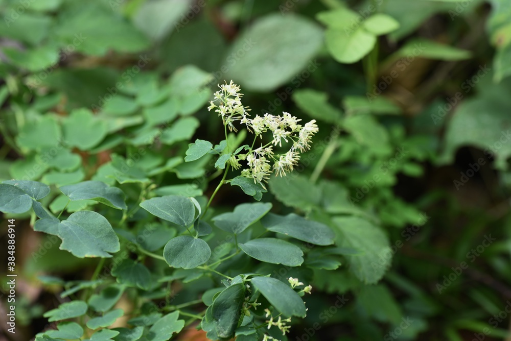 Poster thalictrum minus var. hypoleucum / ranunculaceae perennial grass