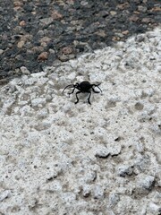 black ant on the ground