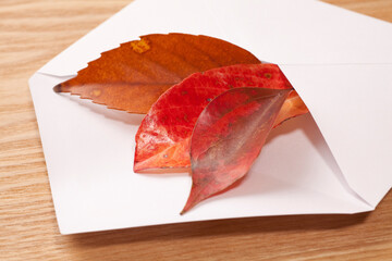 白い封筒に入れた枯葉