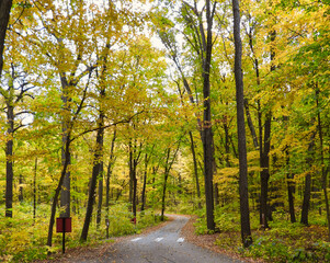 Road Winding Through Beautiful Fall Colored Trees Yellow Autumn Leaves On Roadside Landscape View