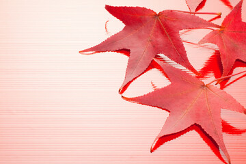 もみじの葉の和風イメージ