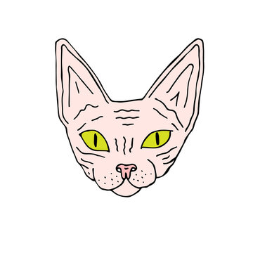 recommend clip art: Vector hand drawn doodle sketch colored Sphynx cat face isolated on white background