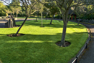 Beautiful mulch tree circles on the lawn in St. Stephen's Green Park in the autumnal morning, Dublin, Ireland