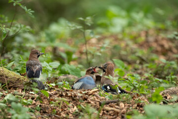 Wild jay in the forest. The bird observed in nature. European wildlife nature. Jay feeding small fledgling