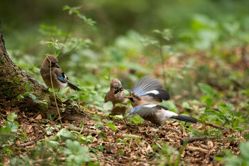 Wild jay in the forest. The bird observed in nature. European wildlife nature. Jay feeding small fledgling