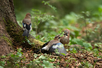 Wild jay in the forest. The bird observed in nature. European wildlife nature. Jay feeding small...