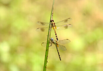 Dragonfly couple