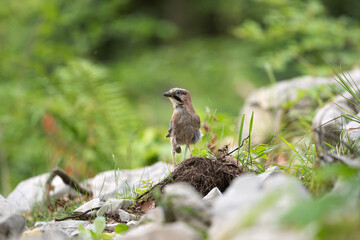 Wild jay in the forest. The bird observed in nature. European wildlife nature.