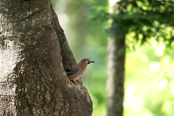 Wild jay in the forest. The bird observed in nature. European wildlife nature.
