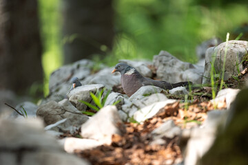 Pigeon moving on the ground. A pigeon walks in the forest. Birds looking for food. European wildlife nature. Spring time in the animal kingdom.  