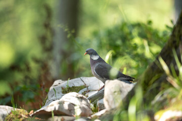 Pigeon moving on the ground. A pigeon walks in the forest. Birds looking for food. European wildlife nature. Spring time in the animal kingdom.  