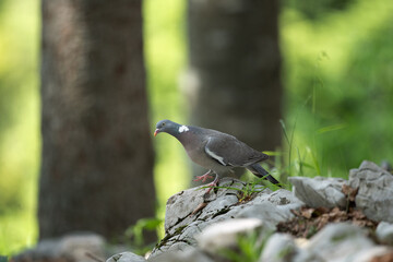 Pigeon moving on the ground. A pigeon walks in the forest. Birds looking for food. European wildlife nature. Spring time in the animal kingdom.  