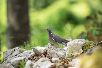 Pigeon moving on the ground. A pigeon walks in the forest. Birds looking for food. European wildlife nature. Spring time in the animal kingdom.  