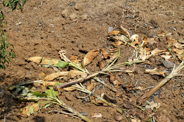 Banana tree trunk rotting in the ground. Banana tree trunks are felled after harvest