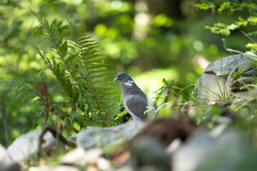 Pigeon moving on the ground. A pigeon walks in the forest. Birds looking for food. European wildlife nature. Spring time in the animal kingdom.  