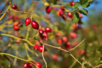 Fototapeta premium Beautiful autumnal shot of many ripe rose hips fruit with green leaves on warm fall background, Marlay Park, Dublin, Ireland