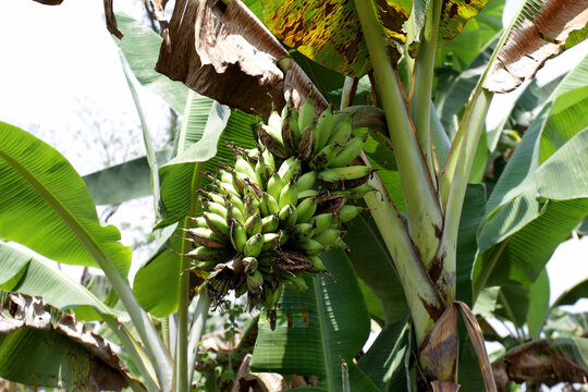 Bunch of green banana. Banana tree with bunch of growing ripe green bananas. Banana trees around the village. Plantation rain forest background
