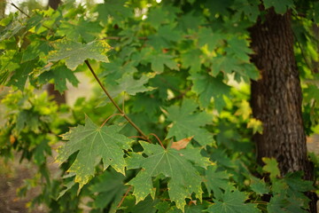 Fototapeta na wymiar Maple tree with green leaves in autumn forest closeup.