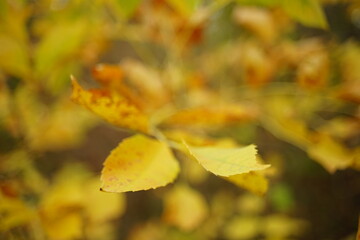 Obraz premium yellow autumn leaves on the branch in the forest.