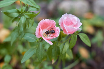 The flower is pink inside the flower an insect collects pollen