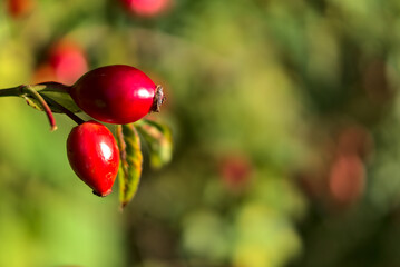 Macro view of beautiful autumnal rose hips fruit with green leaf on warm fall background, Marlay Park, Dublin, Ireland