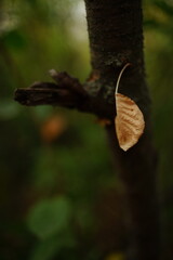 Dry brown leaf grow from the trunk in autumn forest.